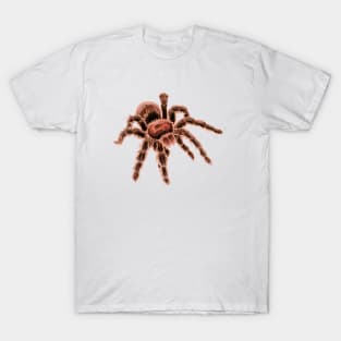 Chilean Rose Hair Tarantula T-Shirt